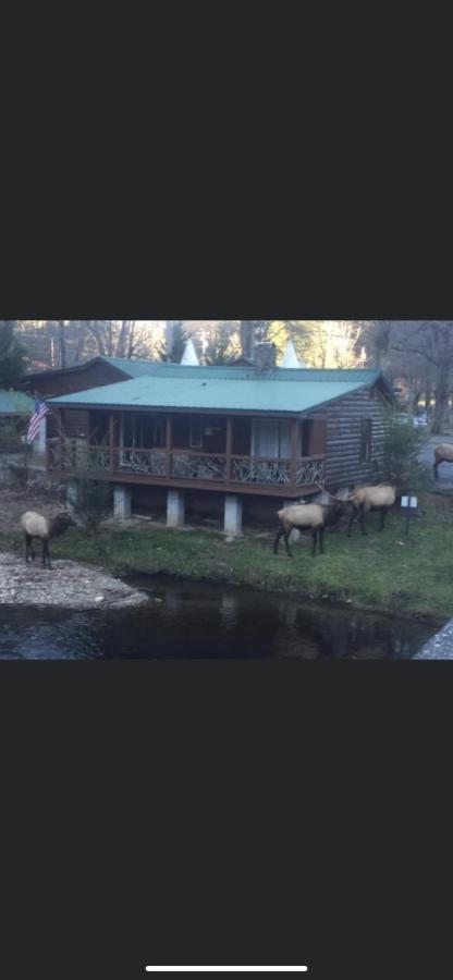 Qualla Cabins And Motel Cherokee Near Casino Whittier Екстериор снимка